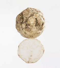 Sellerirot økol.     kg