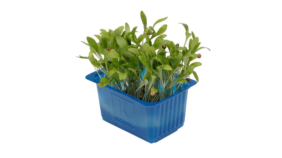 Karse ghoa cress  stk