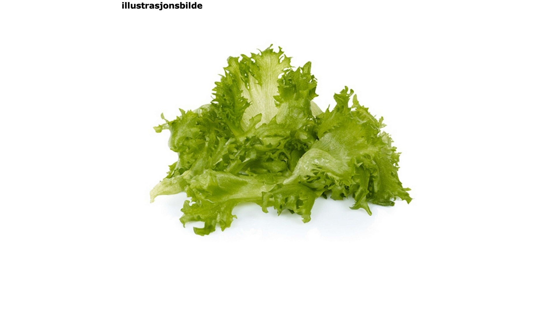 Salat crispi løse blader 2kg  stk
