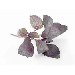 Basilikum rød urt potte