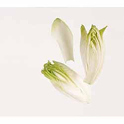Salat sikori   500g      pk